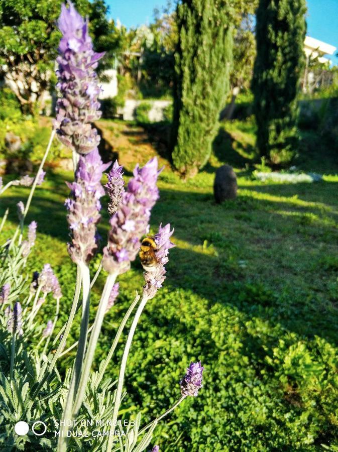 Rochas Shared Apart Garden Refuge Funchal  Exterior photo